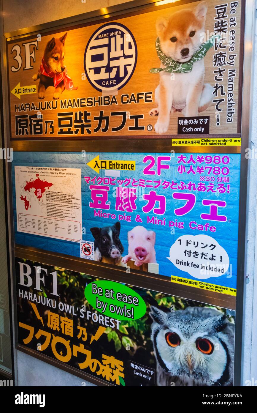 Japan, Honshu, Tokio, Harajuku, Takeshita Dori, Animal Cafe Signs Stockfoto