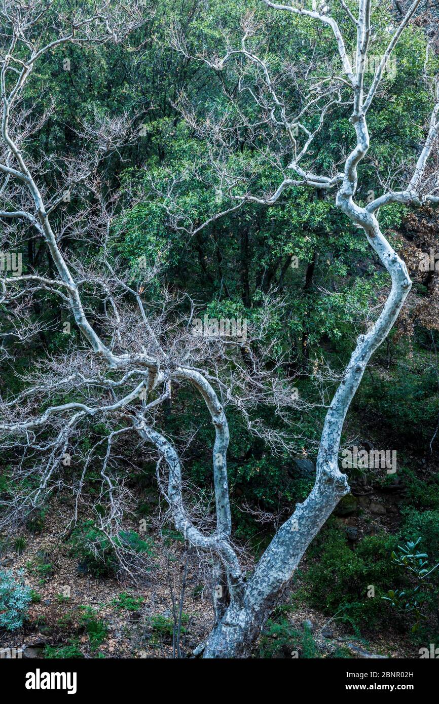 Ein kalifornischer Sycamore Baum in der Nähe von Banner Road / Banner Creek, State Highway 78, Kalifornien, USA. Stockfoto