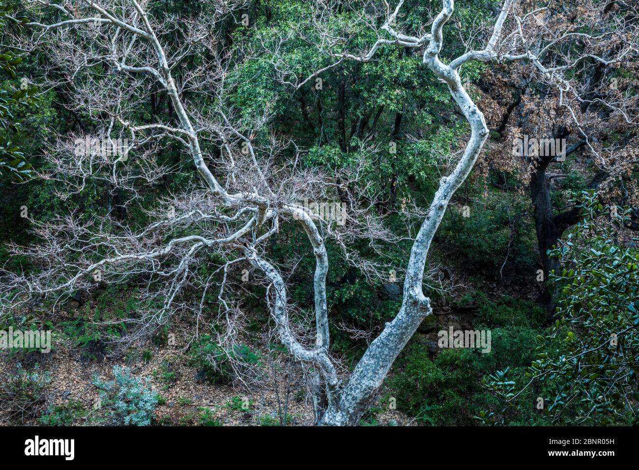 Ein kalifornischer Sycamore Baum in der Nähe von Banner Road / Banner Creek, State Highway 78, Kalifornien, USA. Stockfoto