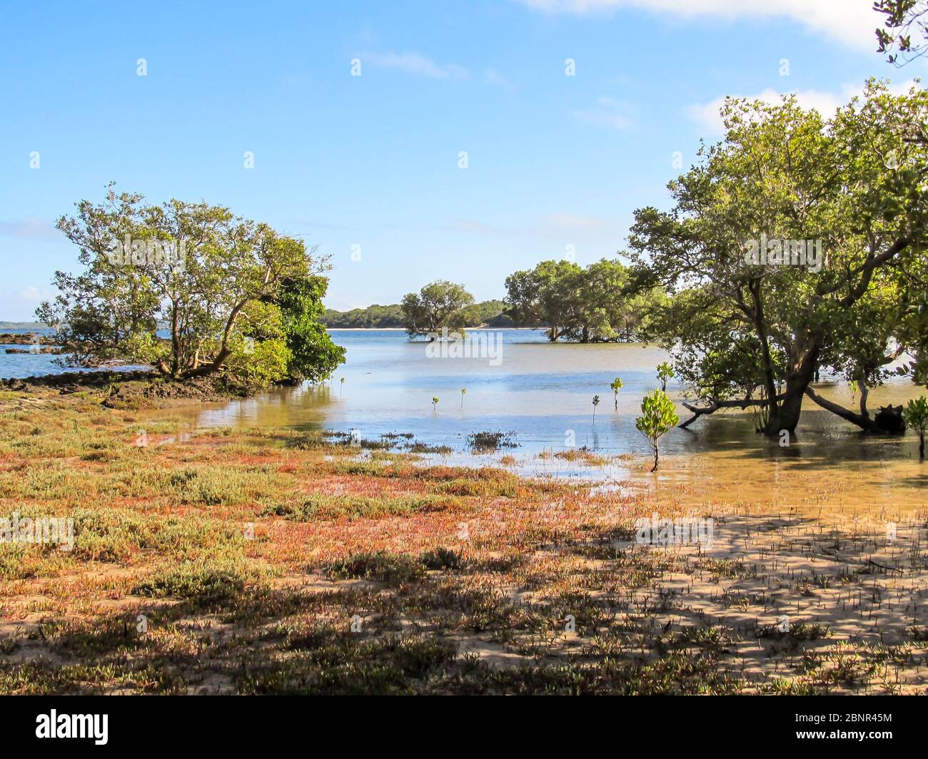 Die ankommende Flut am Rande eines Mangroven in Die Südbucht der Insel KaNyaka in Mosambik Stockfoto