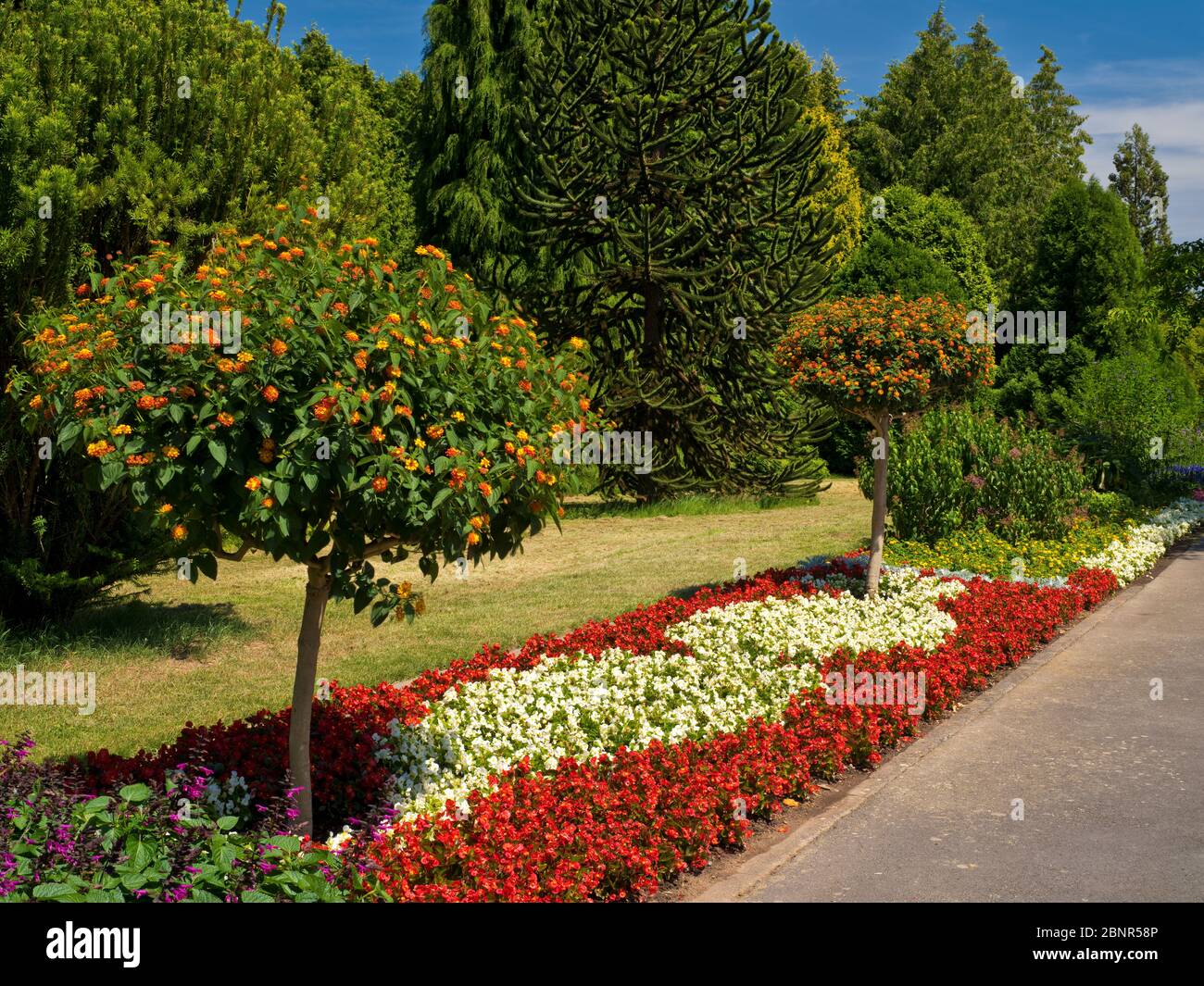 Europa, Deutschland, Hessen, Marburg, Botanischer Garten der  Philipps-Universitt, blhende Rhododendren im Rhododendronwald  Stockfotografie - Alamy