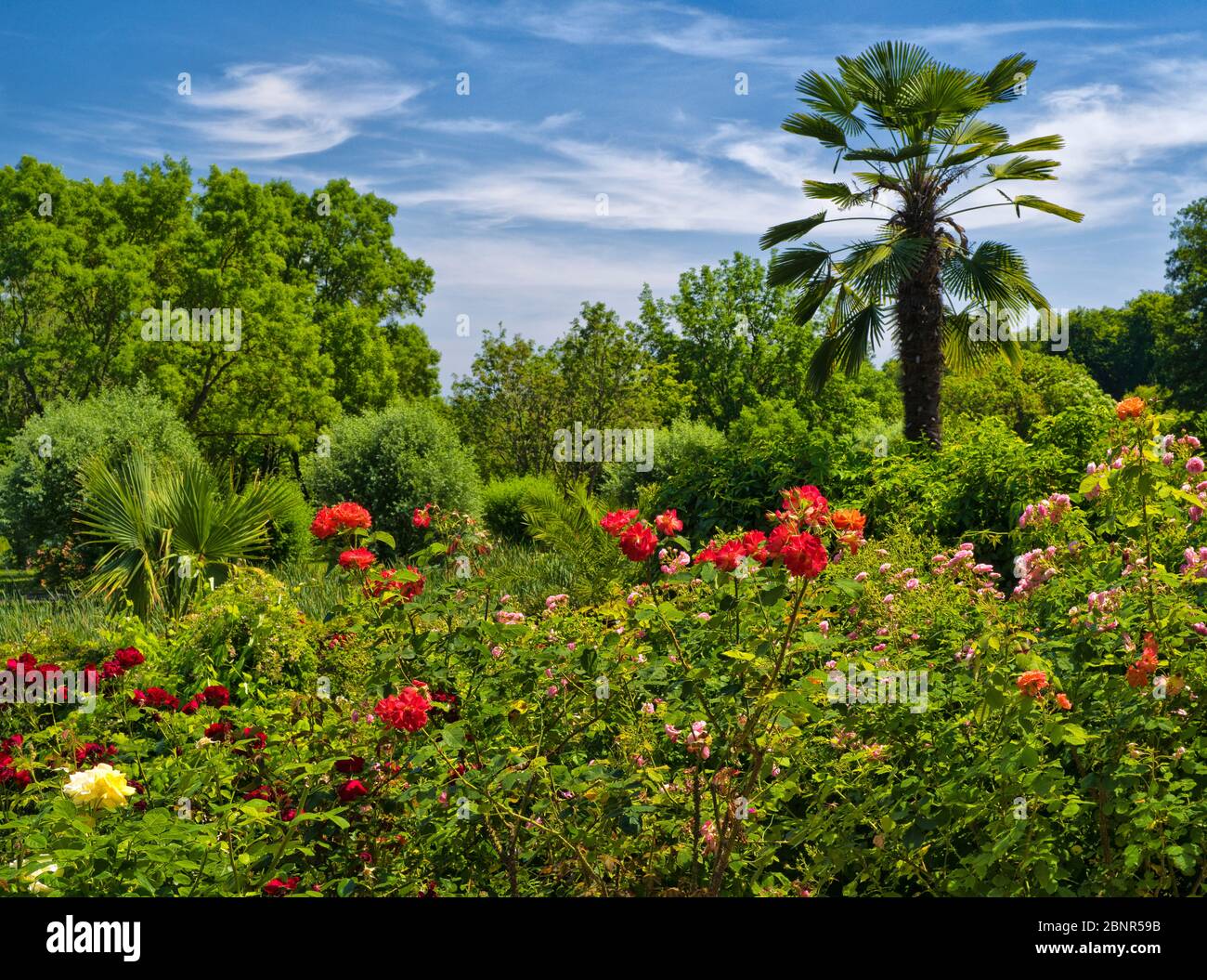 Europa Deutschland Hessen Marburg Botanischer Garten Der Philipps Universitat Rosengarten Stockfotografie Alamy