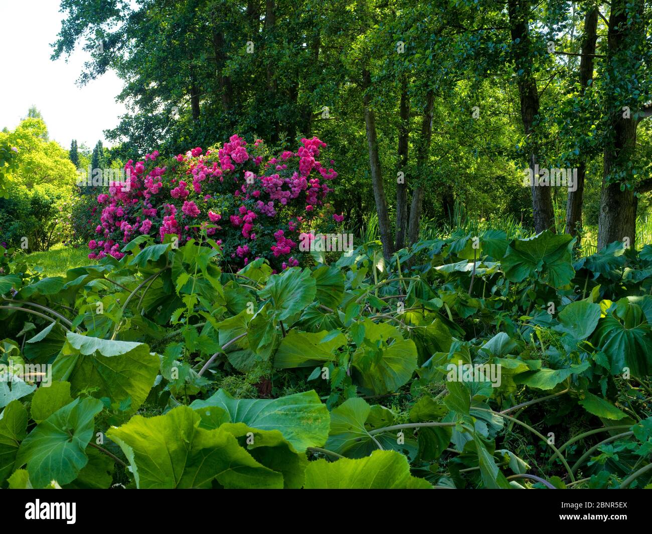 Europa, Deutschland, Hessen, Marburg, Botanischer Garten der  Philipps-Universitt, blhende Rhododendren im Rhododendronwald  Stockfotografie - Alamy