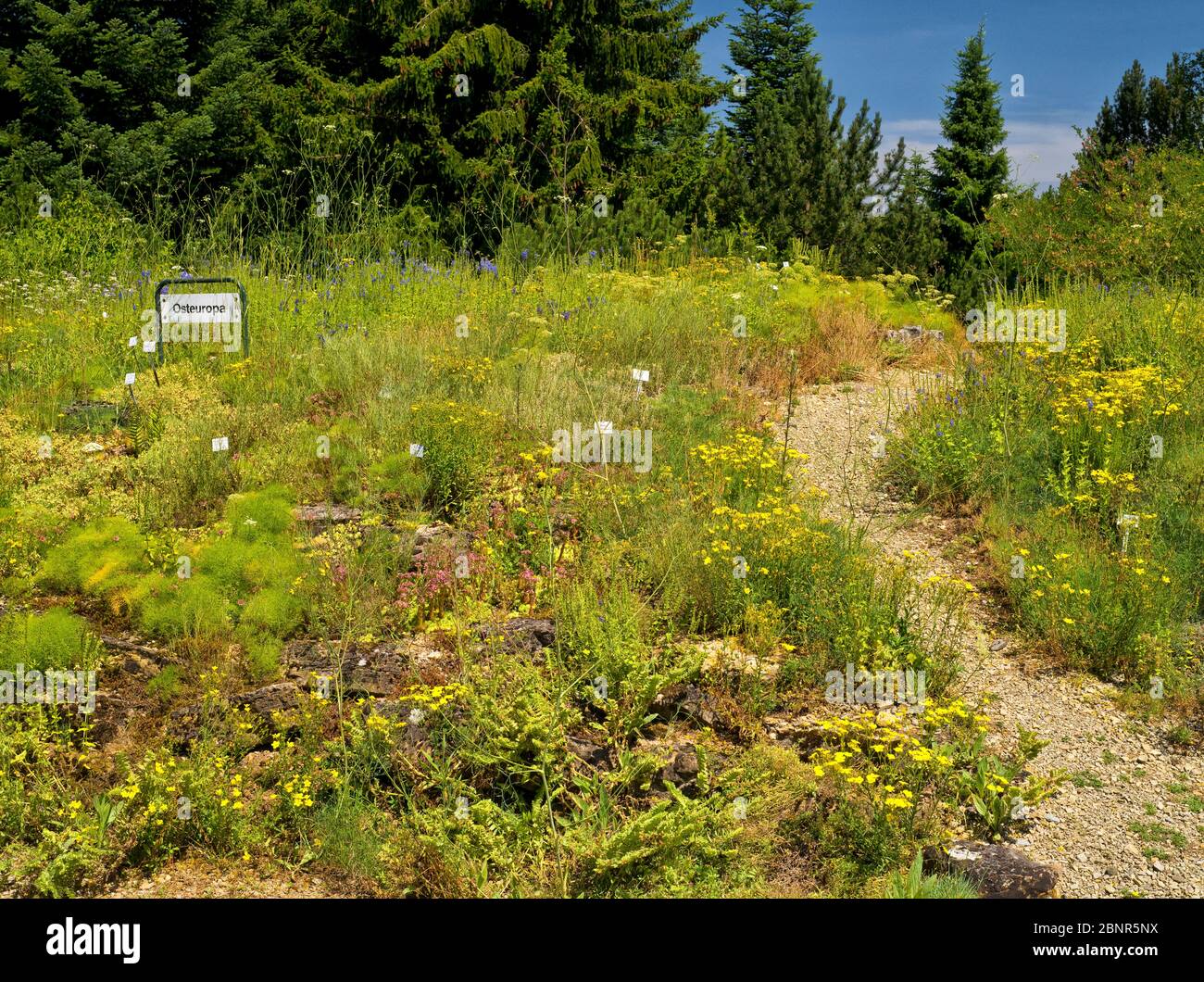 Europa, Deutschland, Hessen, Marburg, Botanischer Garten der  Philipps-Universitt, blhende Rhododendren im Rhododendronwald  Stockfotografie - Alamy