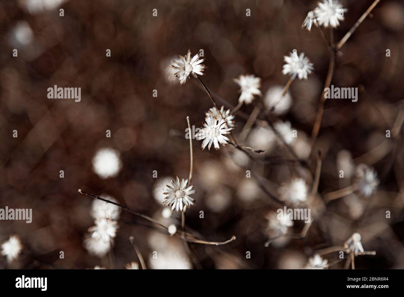 Verwelkte weiße Blüten aus dem letzten Jahr Stockfoto