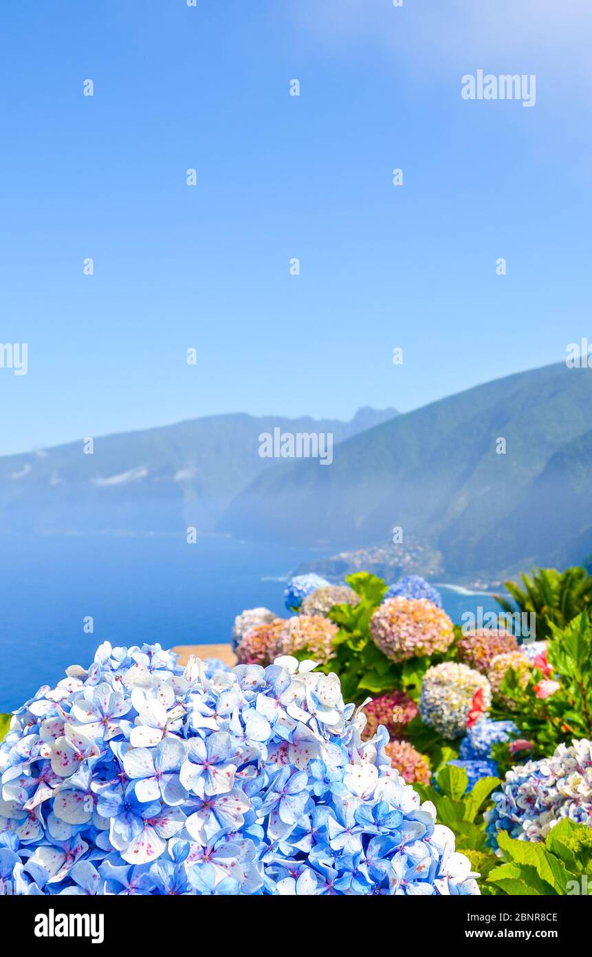Bunte Blumen und schöne Nordküste von Madeira Island, Portugal. Typische Hortensien, Hortensien Blüten. Erstaunliche Küstenlandschaft am Atlantik. Selektiver Fokus, unscharfer Hintergrund. Stockfoto