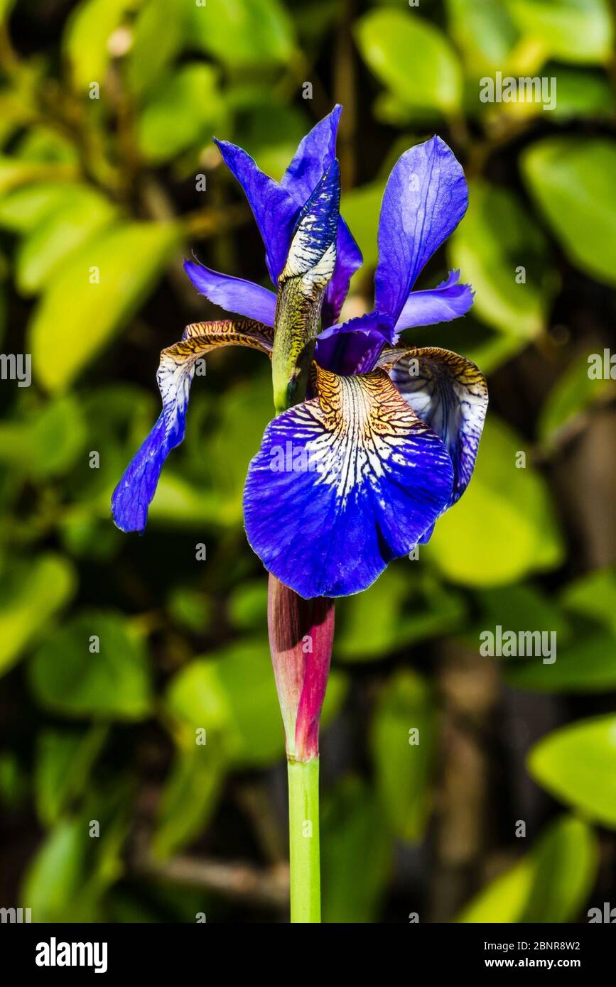 Nahaufnahme einer Iris sibirica (Sibirische Iris) Stockfoto