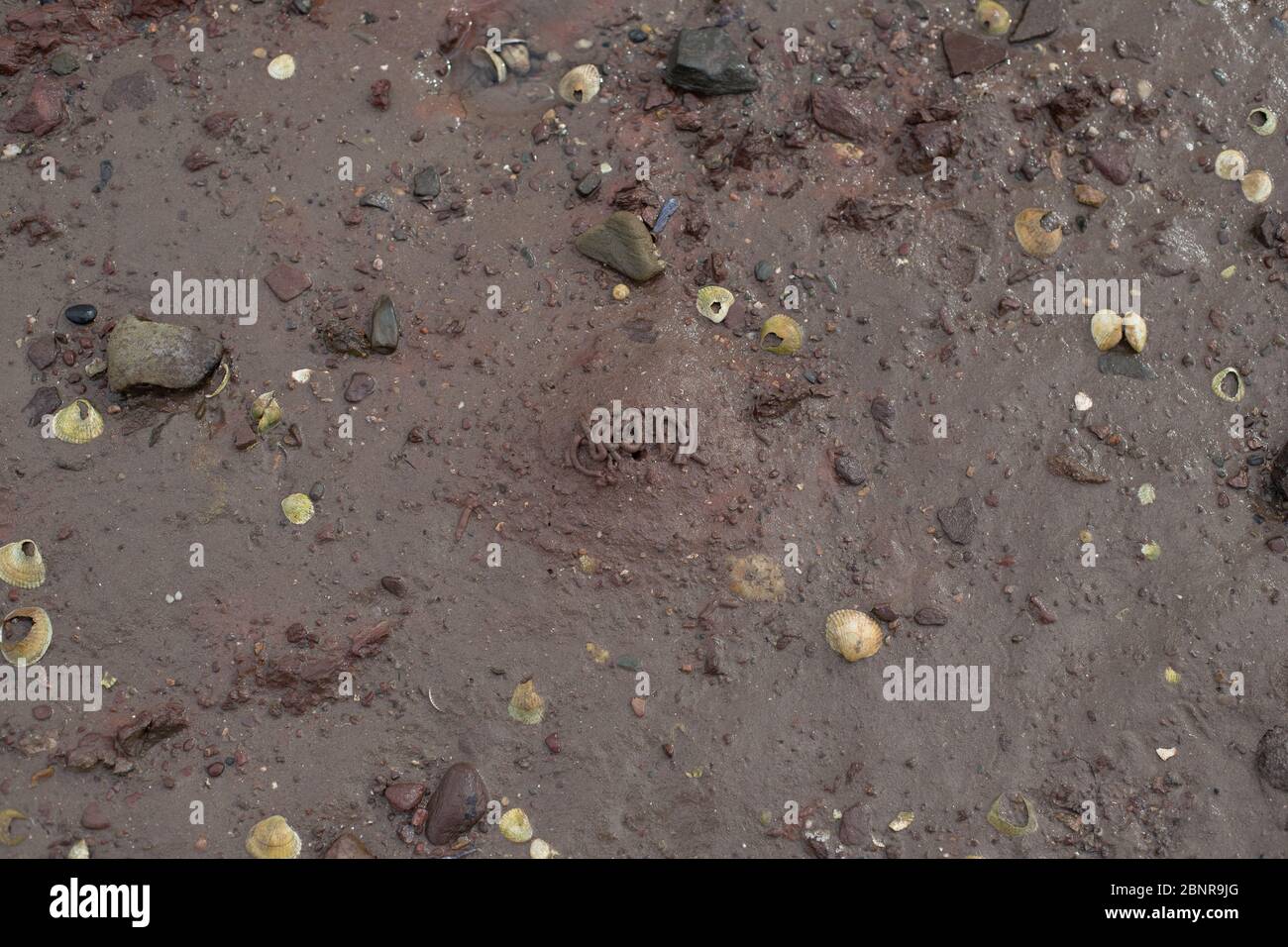 Wurm auf schlammigen Strand geworfen. Stockfoto