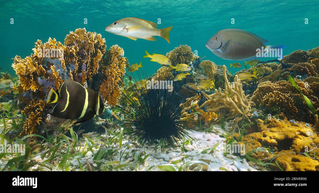 Karibisches Meer, Unterwasserwelt in einem flachen Korallenriff, Mexiko Stockfoto