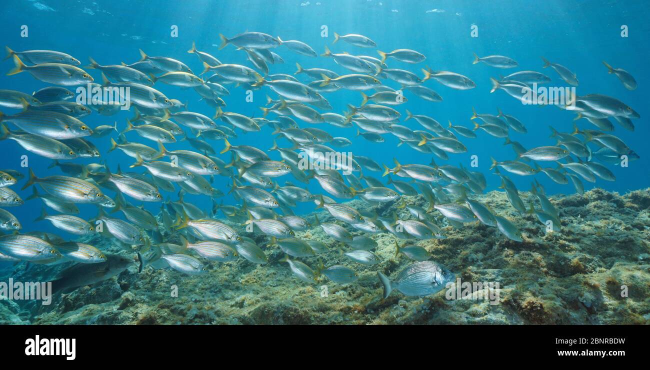 Fischschule unter Wasser im Mittelmeer, salema porgy, Sarpa Salpa, Cote d'Azur, Frankreich Stockfoto