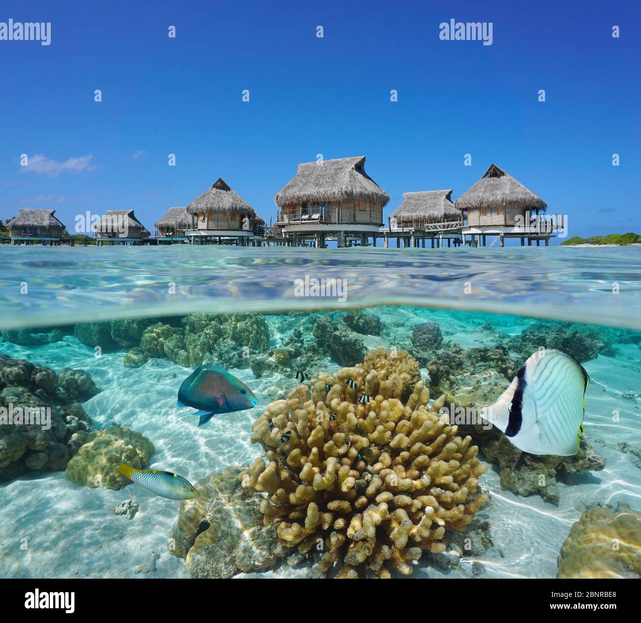 Tropische Bungalows über Wasser und Fisch mit Korallen unter Wasser, Split-Blick über und unter Wasser Oberfläche, Französisch Polynesien, Pazifik, Ozeanien Stockfoto