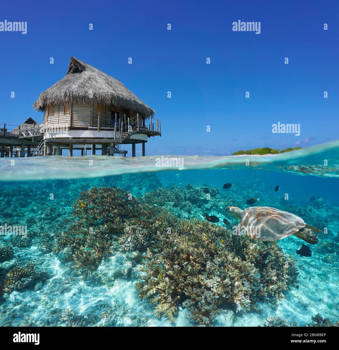 Tropischer Bungalow über Wasser und Korallenriff mit einer Meeresschildkröte unter Wasser, Split-Blick über und unter Wasser Oberfläche, Französisch-Polynesien, Pazifischer Ozean Stockfoto