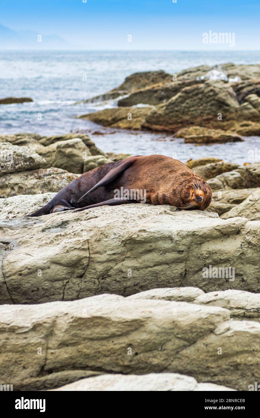 Eine Wildfellrobbe (Kekeno), die auf den Felsen von Kaikoura in Neuseeland ruht. Stockfoto