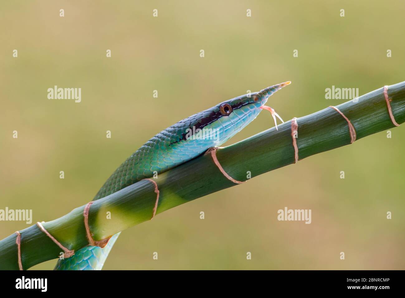 Rhinoceros Ratsnake {Rhynchophis bockengeri} auch bekannt als (Rhinoceros Schlange, Rhino Ratte Schlange, Vietnamese Langnase Schlange oder Green Unicorn) auf Spiral Stockfoto