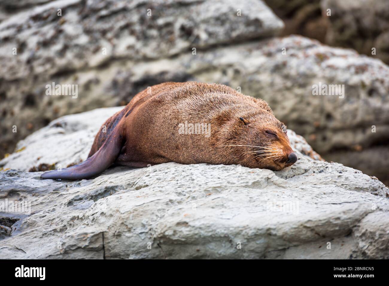 Eine Wildfellrobbe (Kekeno), die auf den Felsen von Kaikoura in Neuseeland ruht. Stockfoto