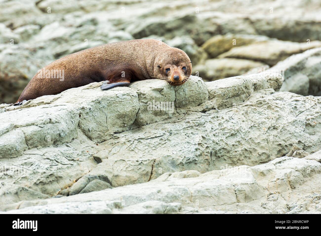 Eine Wildfellrobbe (Kekeno), die auf den Felsen von Kaikoura in Neuseeland ruht. Stockfoto