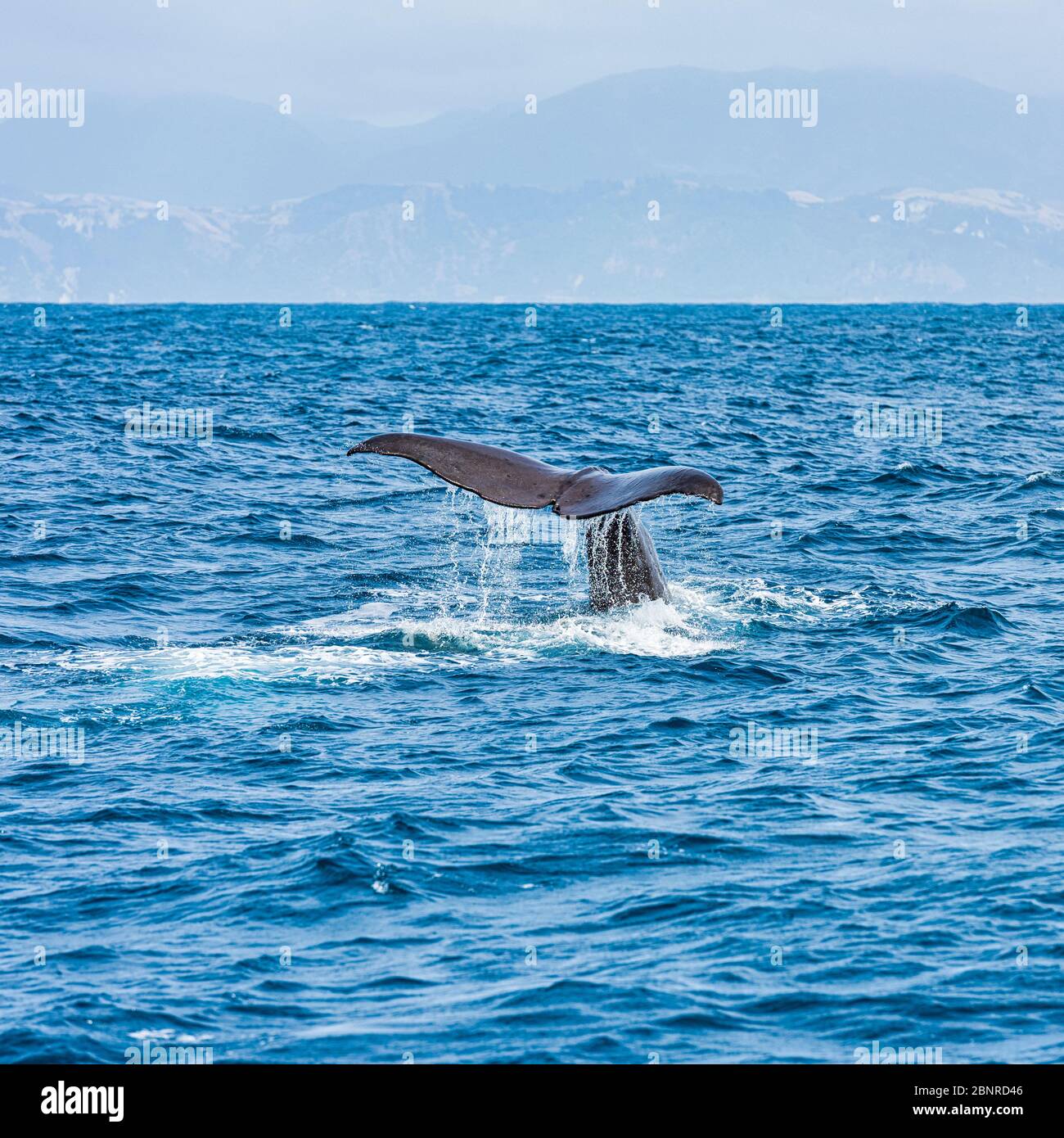 Schwanz eines Sperma Whale, der vor der Küste von Kaikoura in Neuseeland abtaucht Stockfoto