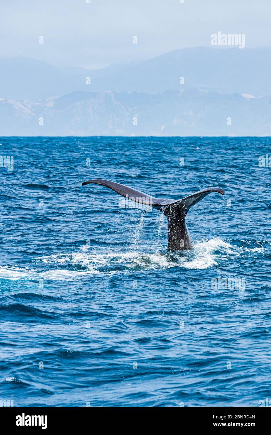Schwanz eines Sperma Whale, der vor der Küste von Kaikoura in Neuseeland abtaucht Stockfoto