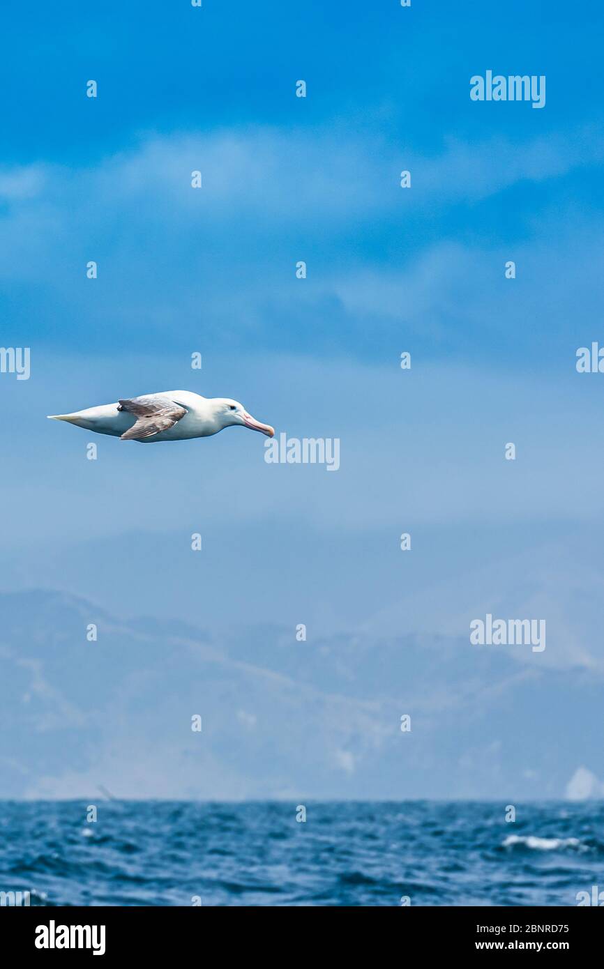 Albatross fliegt vor der Küste von Kaikoura in Neuseeland Stockfoto