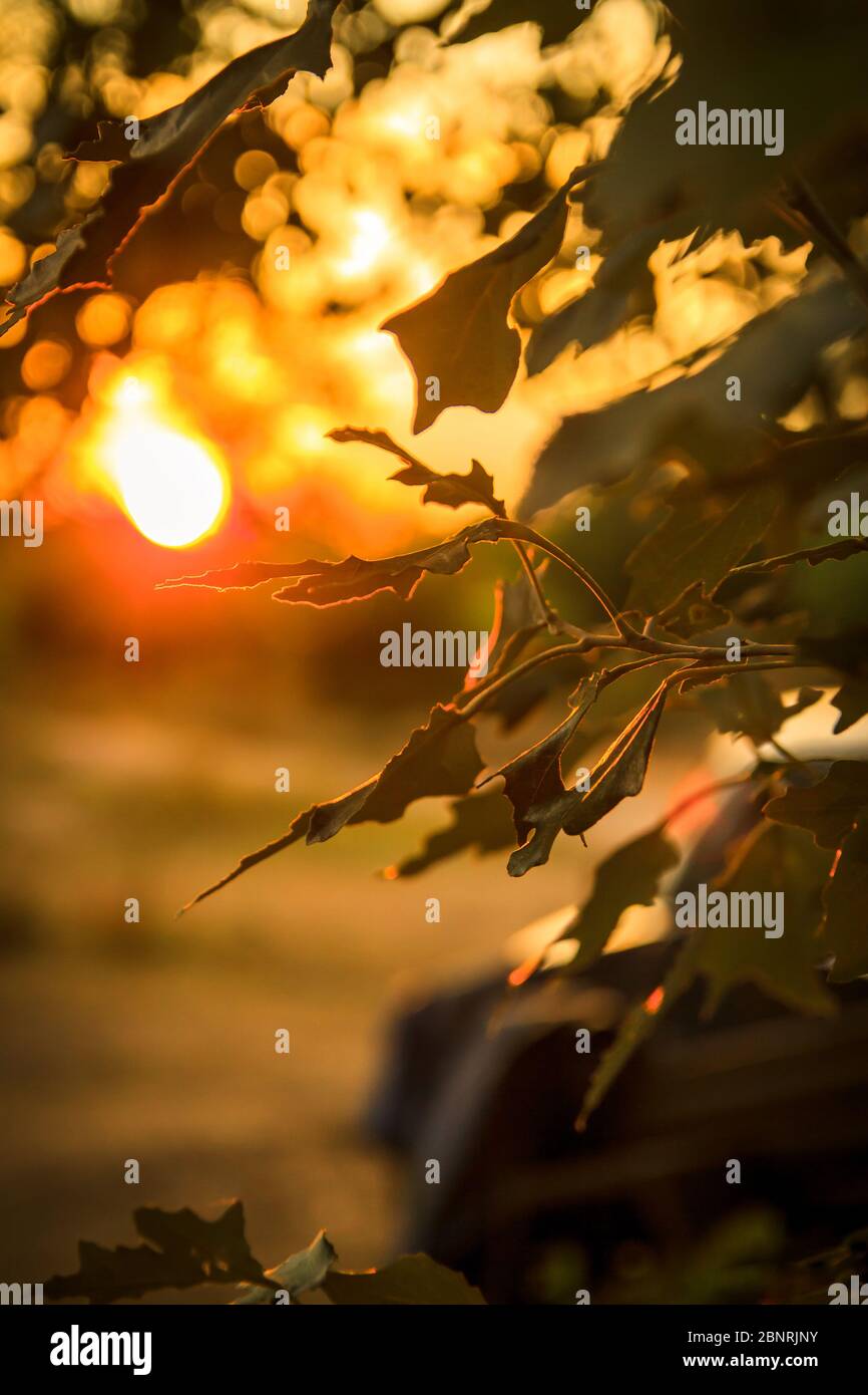 Die Blätter in den Strahlen der Sonne Stockfoto
