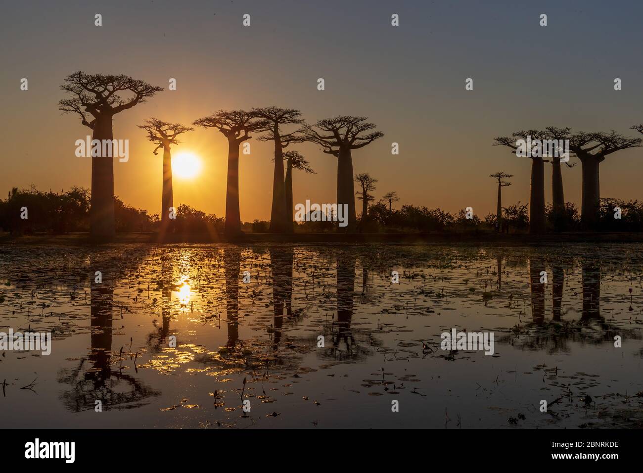Schöne Baobab Bäume bei Sonnenuntergang an der Allee der Baobabs in Madagaskar Stockfoto