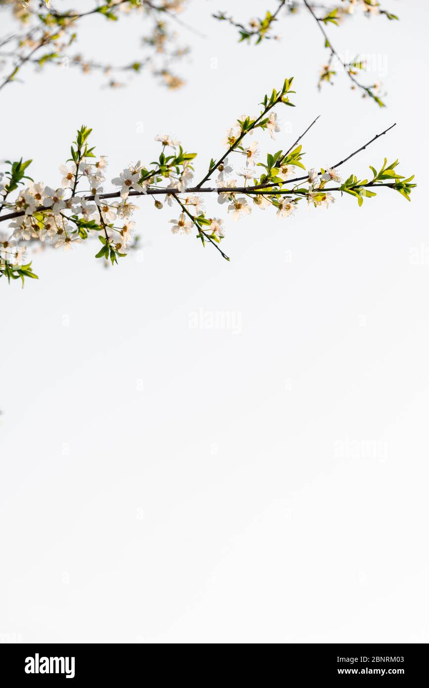 Blumen einer wilden Kirsche Stockfoto