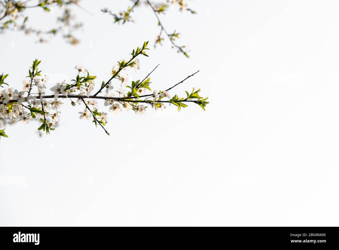 Blumen einer wilden Kirsche Stockfoto