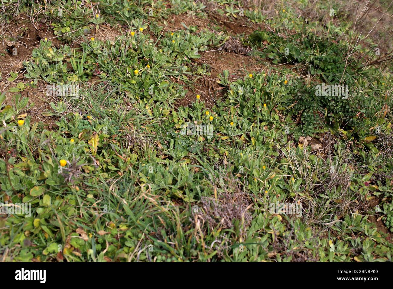 Calendula arvensis, Marigold-Filed. Wilde Pflanze im Frühjahr erschossen. Stockfoto