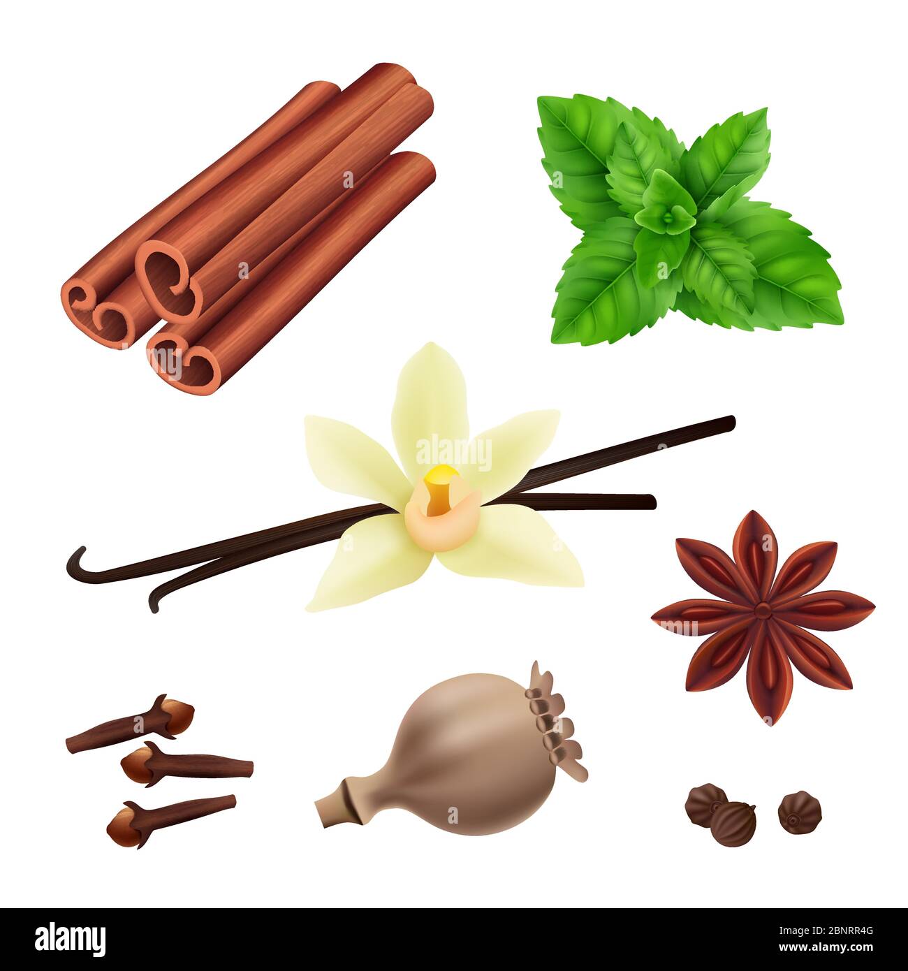 Kräuter und Gewürze. Zimt vegan Blätter frische Vanillekerne zum Kochen Vektor Kräuter realistische Sammlung Stock Vektor