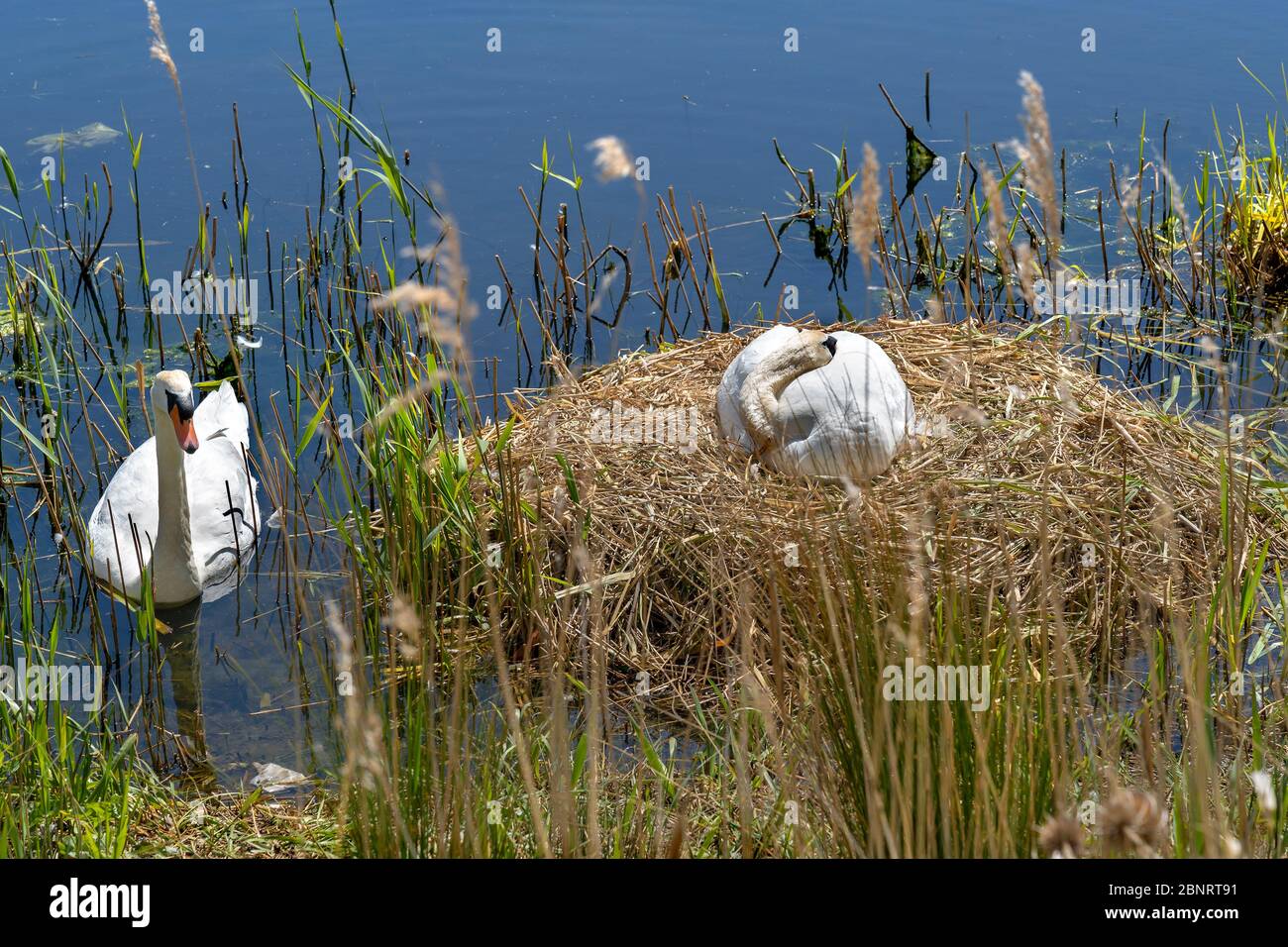 EIN PAAR STUMME SCHWÄNE MIT EINEM AUF DEM NEST SITZENDEN Stockfoto