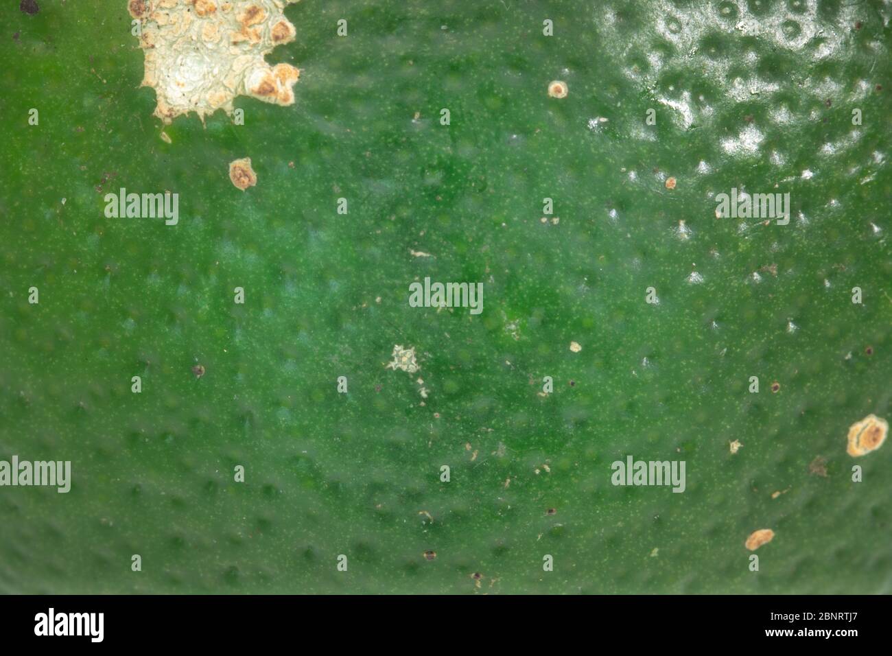 Shell Textur frisch Bio rustikale Scheibe Limette isoliert auf weißem Hintergrund Stockfoto