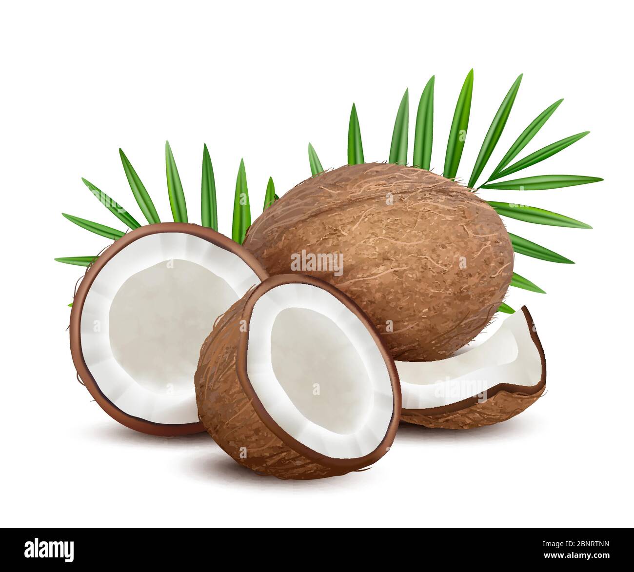 Kokosnuss. Frische tropische geöffnet Coco Obst mit Milch und palmengrünen Blättern Vektor natürlichen Nachtisch Stock Vektor