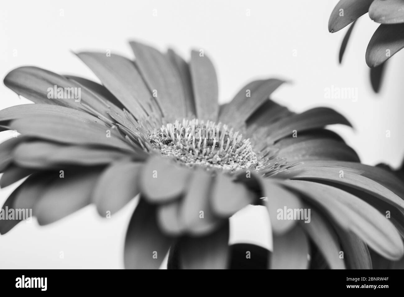 Gerbera der Asteraceae oder Compositae Familie, allgemein als Aster, Gänseblümchen, Komposit oder Sonnenblumen Familie in schwarz und weiß Stockfoto