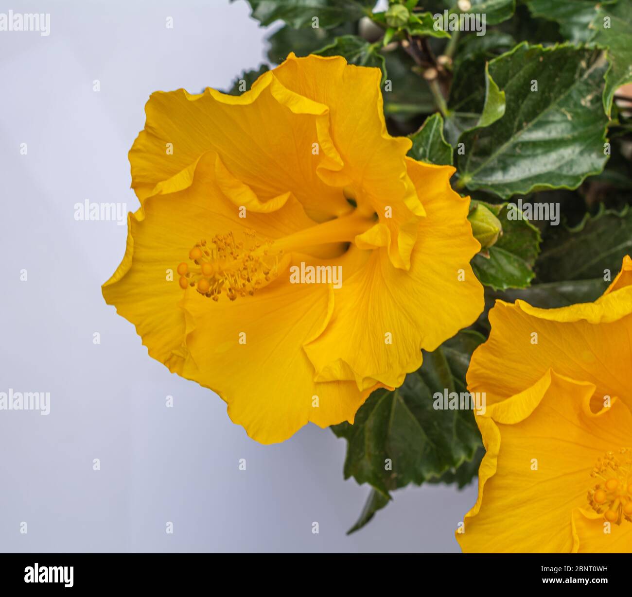 hibiscus gelbe Blume aus der Nähe. hibiscus rosa sinensis. Selektiver Fokus Stockfoto