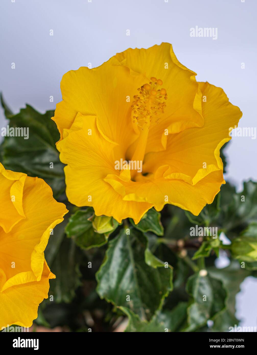 hibiscus gelbe Blume aus der Nähe. hibiscus rosa sinensis. Selektiver Fokus Stockfoto