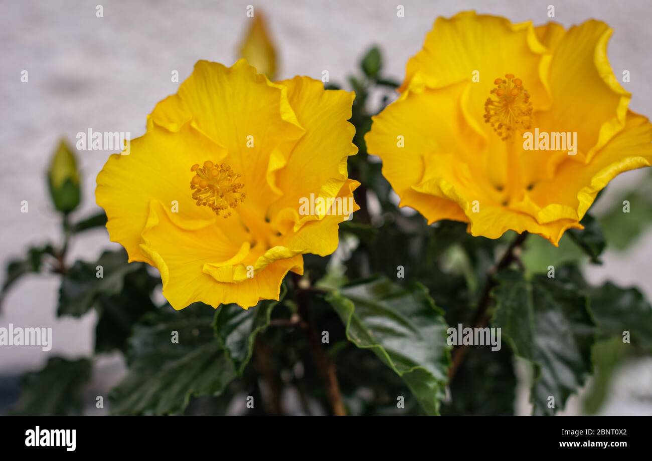 hibiscus gelbe Blume aus der Nähe. hibiscus rosa sinensis. Selektiver Fokus Stockfoto