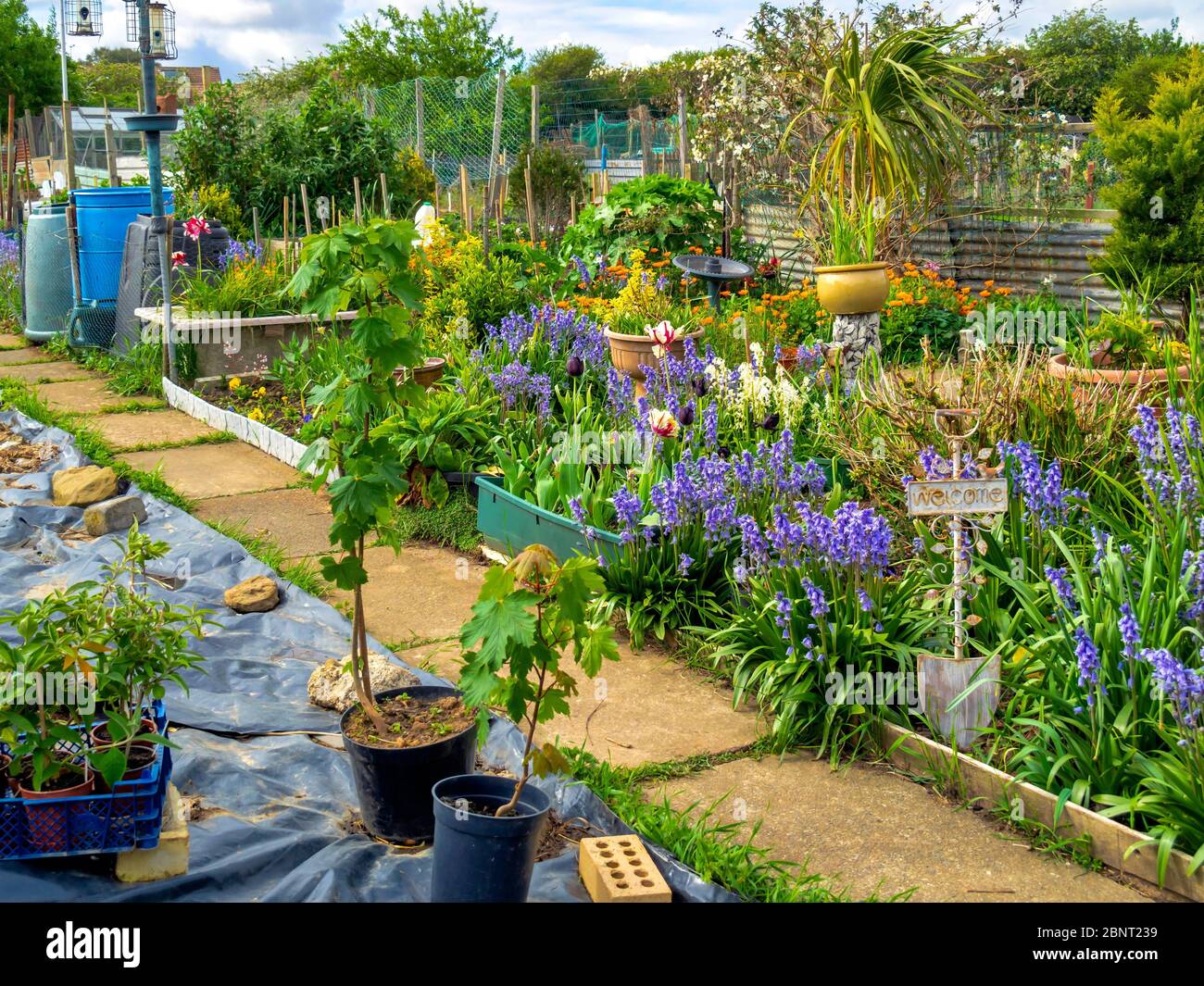 Eine Kleinlage in Saltburn am Meer North Yorkshire im Frühjahr voll mit Blumen, vor allem Blaubellen Stockfoto