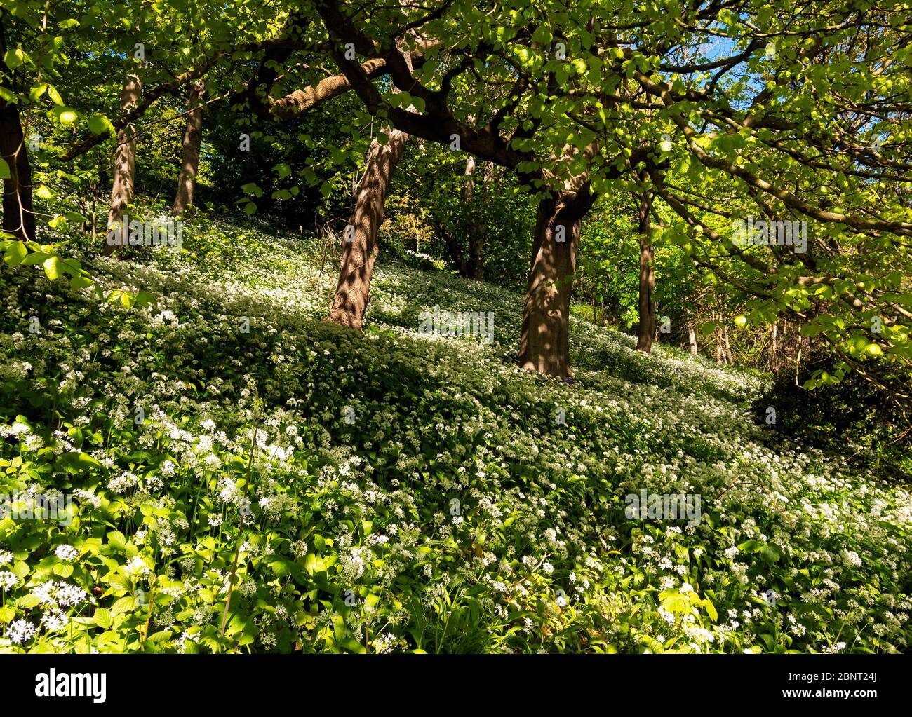 Wilder Knoblauch Allium Ursinum Blüte im Frühjahr im Laubwald In Saltburn Valley Gardens Stockfoto