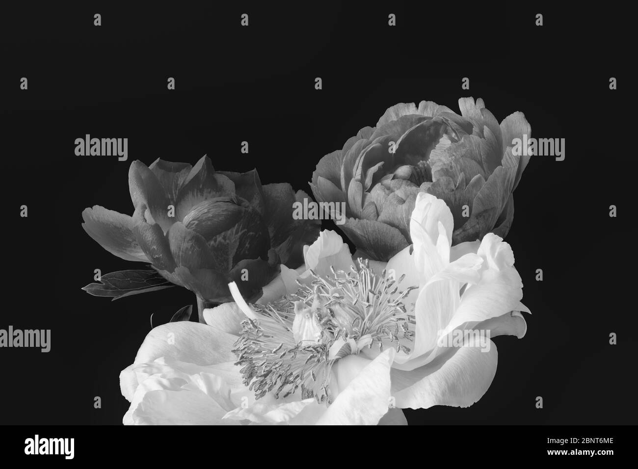 Monochrome Pfingstrose Bouquet Makro auf schwarzem Hintergrund, Kunst Stillleben, filigrane detaillierte Textur, Vintage Malerei Stil Stockfoto