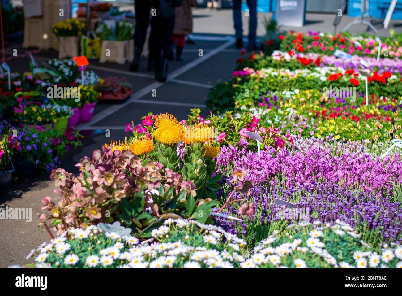 Eine Ausstellung von bunten Blumen zum Verkauf auf einem Straßenmarkt. Verschiedene Sorten von Blumen an einem Outdoor-Blumenstand Stockfoto