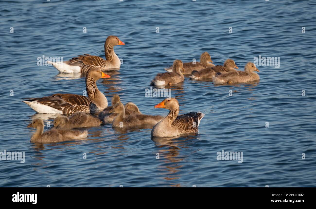 Wildgans oder Anser Anser mit Baby Vögel im haringvliet See in holland Natur Stockfoto