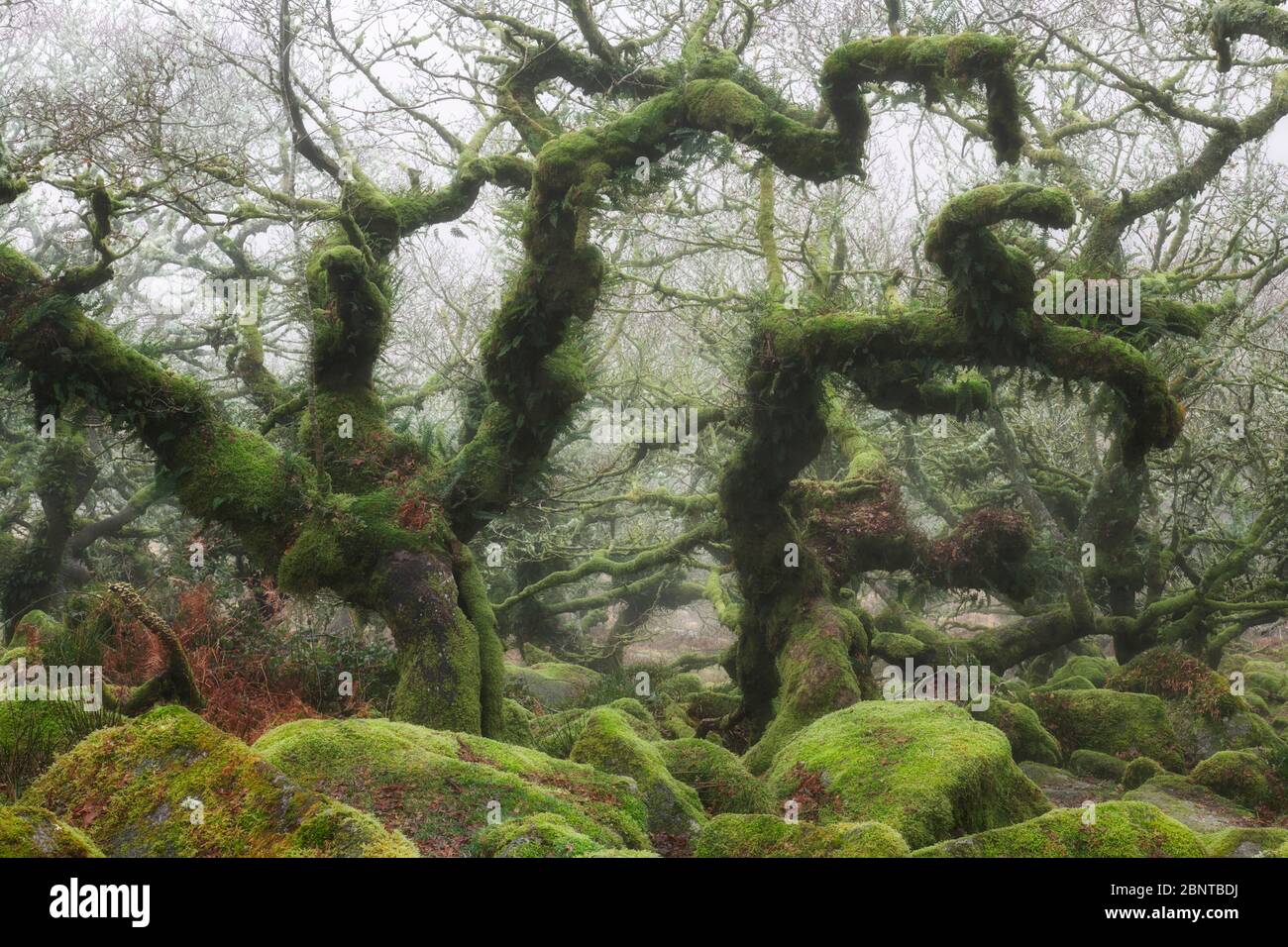 Gruselige Glieder von verkümmerten Eichen im Wistmans's Wood, Dartmoor Stockfoto