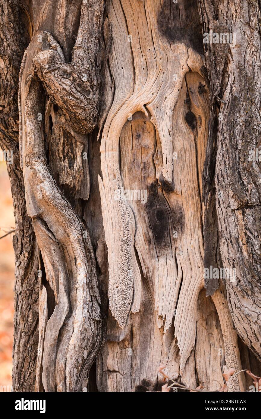Eindruck eines Gesichts auf einem Baumstamm, Simbabwe Stockfoto