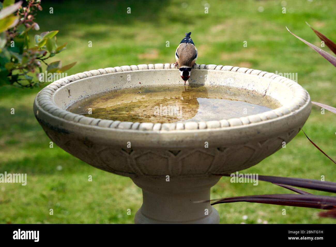 Goldfink bei einem Garten Vogelbad in South Wales, Großbritannien Stockfoto