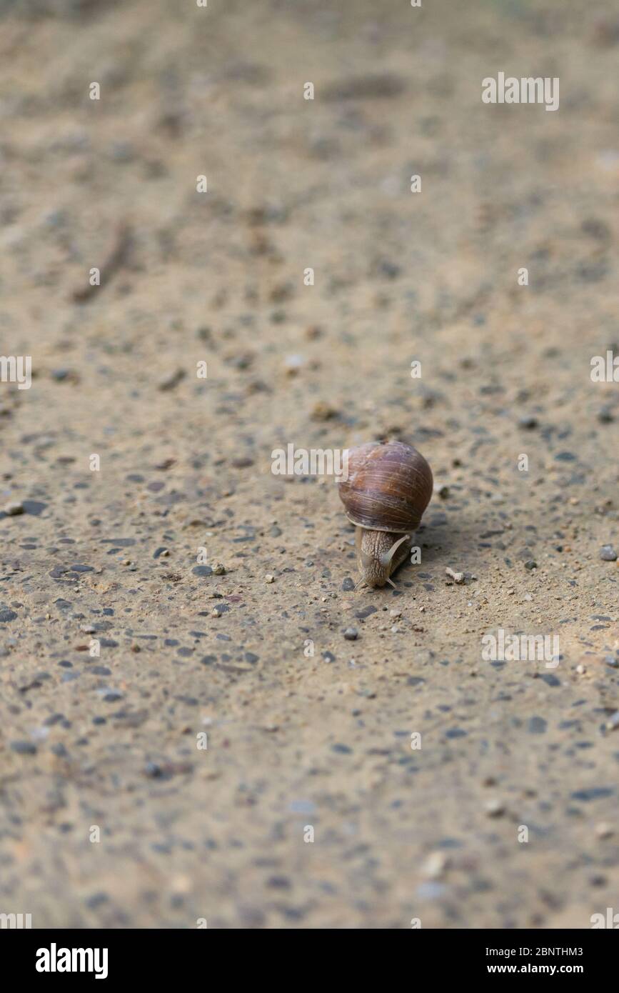 Weinschnecke auf der alten Straße. Eine Schnecke versucht über die Straße zu kriechen. Stockfoto