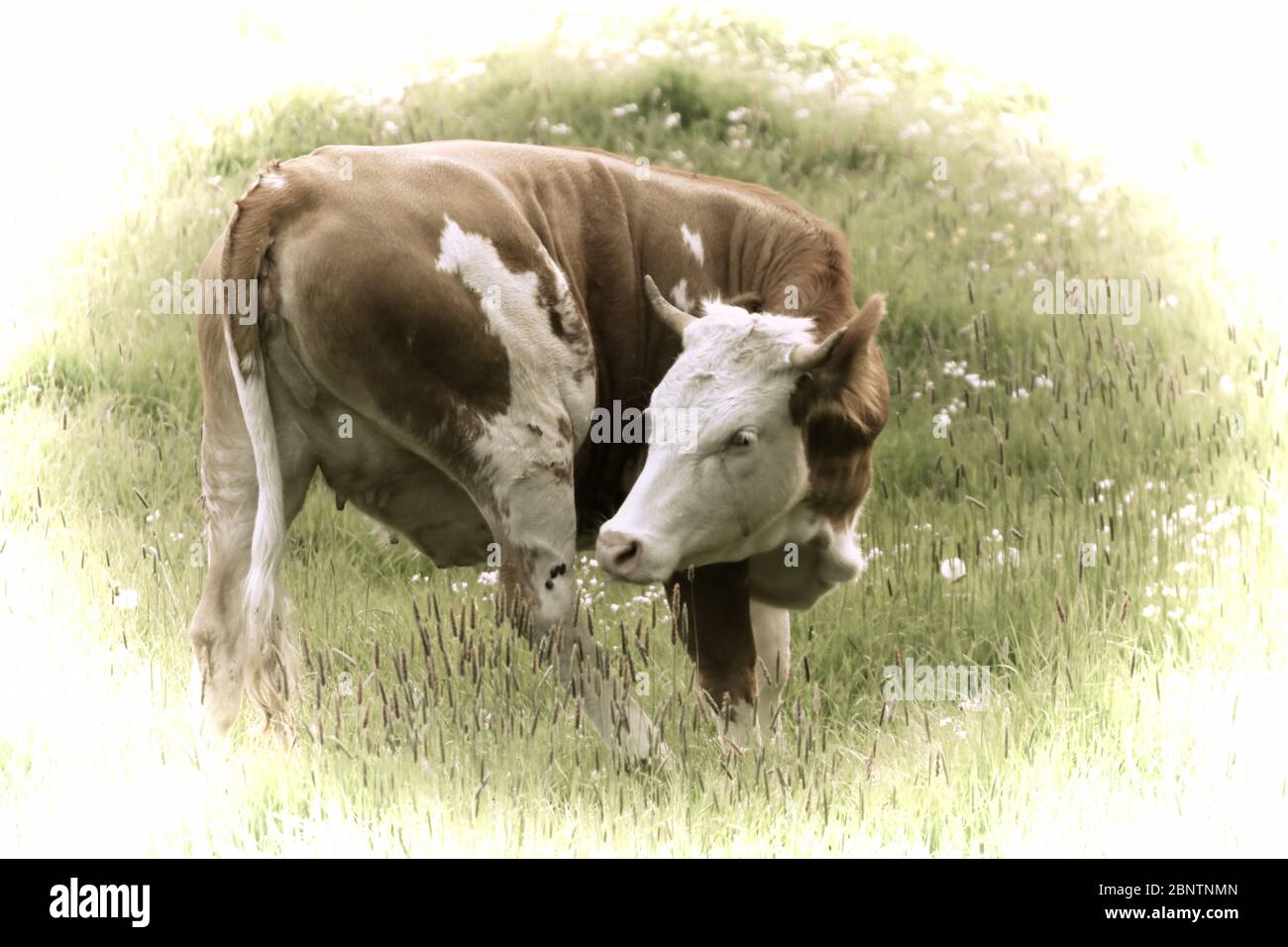 Artwork - EINE schöne Kuh grasen auf der Weide Stockfoto