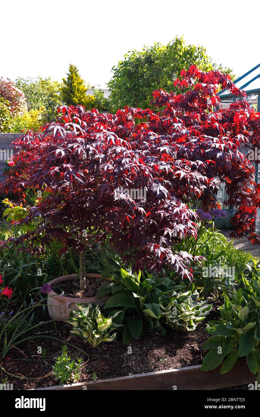 AHORN PALMATUM ATROPURPUREUM. TOPF GEWACHSEN. AHORN Stockfoto
