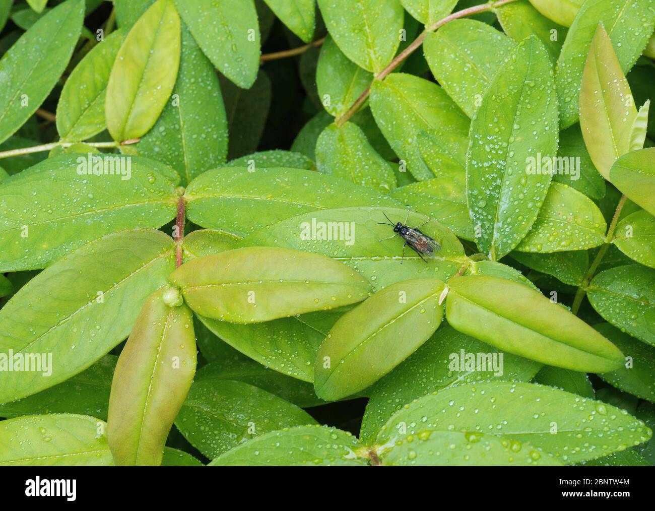 Wassertropfen auf Blatt von Hypericum perforatum L. Stockfoto