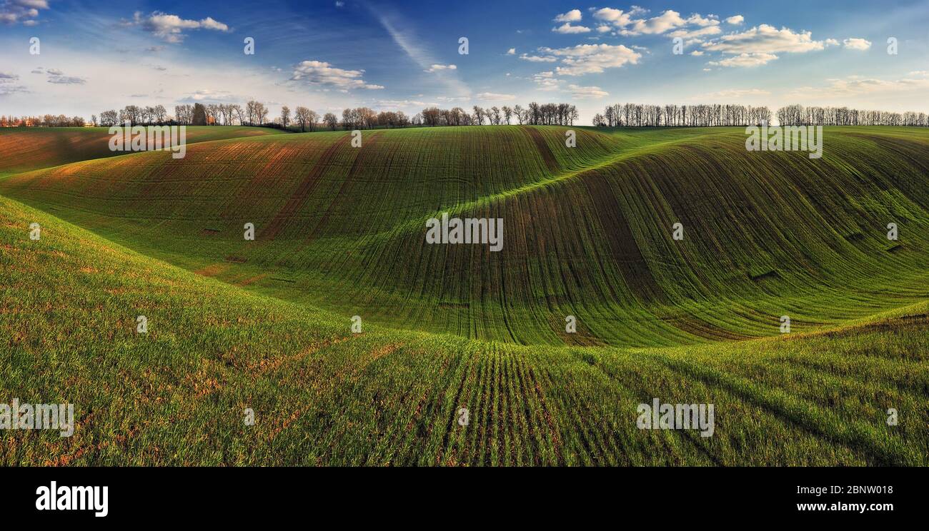 Sanfte Hügel von grünen Weizenfeldern Stockfoto