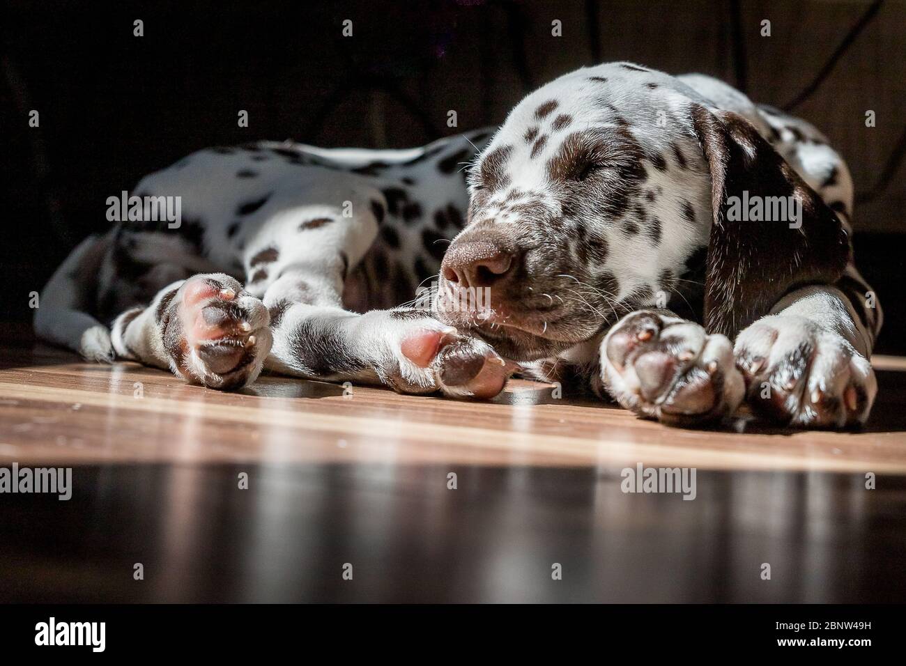 Braun gefleckter dalmatiner Fotos und Bildmaterial in hoher Auflösung Alamy
